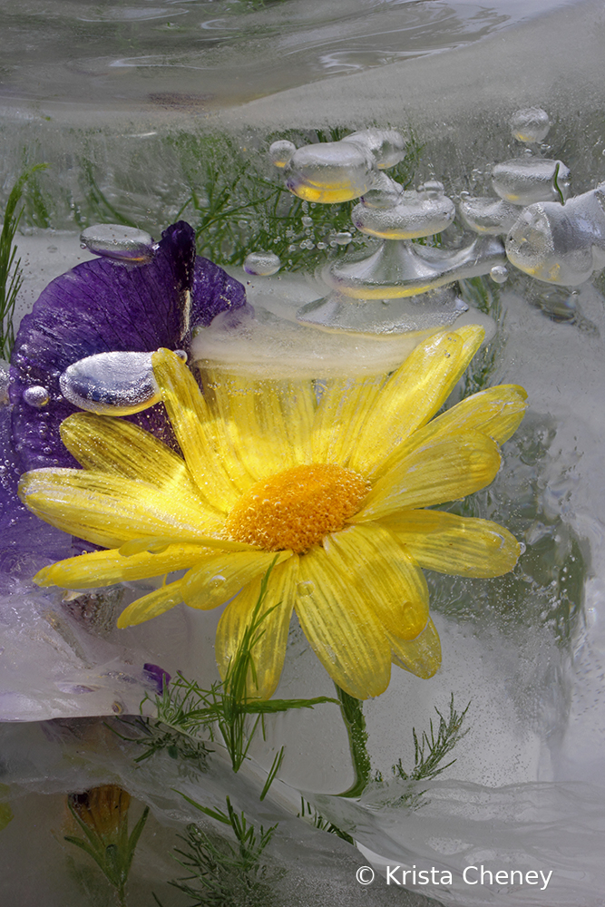 Yellow daisy in ice