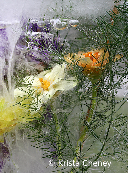 Orange and yellow zinnias in ice