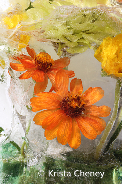 Orange zinnias in ice