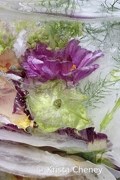 Nicotiana and osteospermum in ice