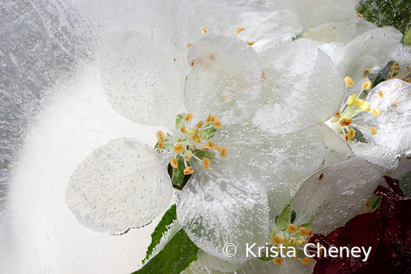 White apple blossom in ice