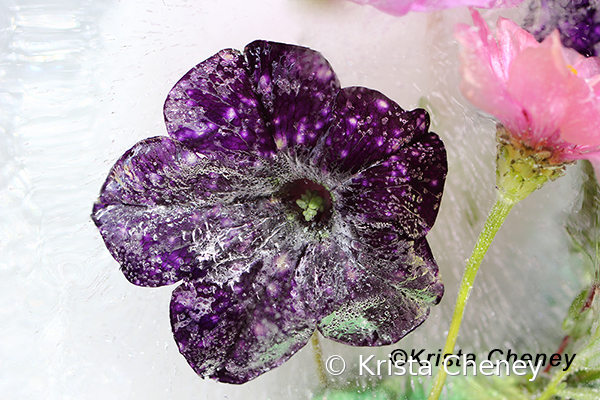 Purple petunia in ice