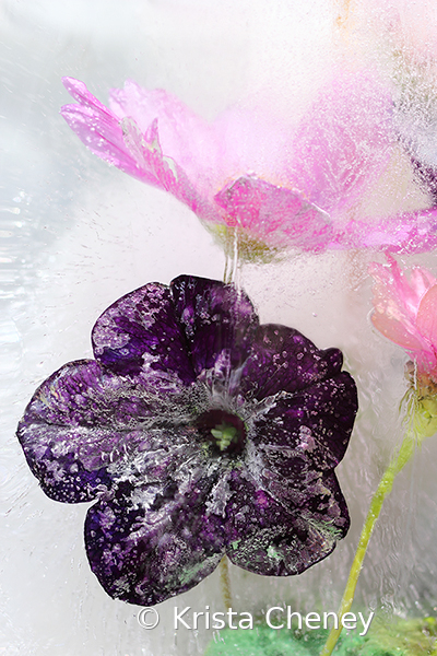 Purple petunia in ice