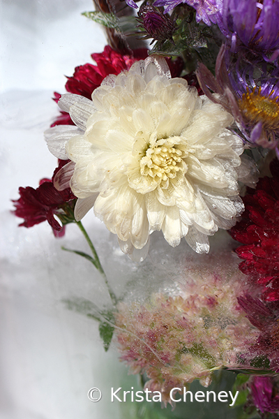 White chrysanthemum in ice