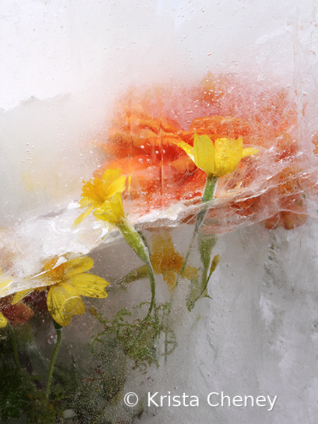 Marigolds in ice III