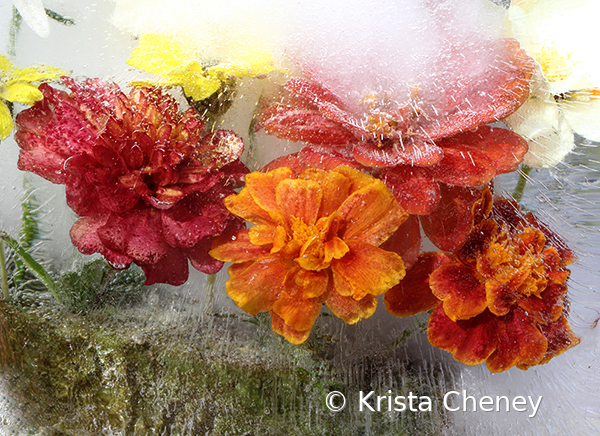 Marigolds in ice IV