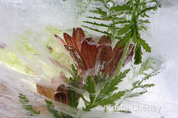 Osteospermum in ice I