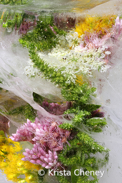 Joe Pye weed and green amaranth in ice