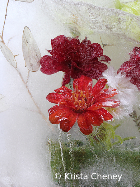 Red zinnias in ice