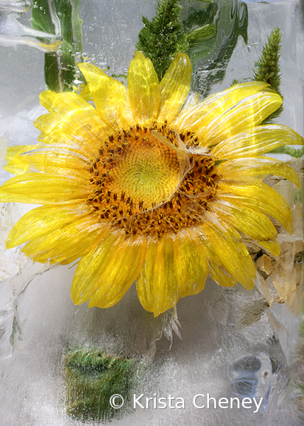 Sunflower in ice XIV