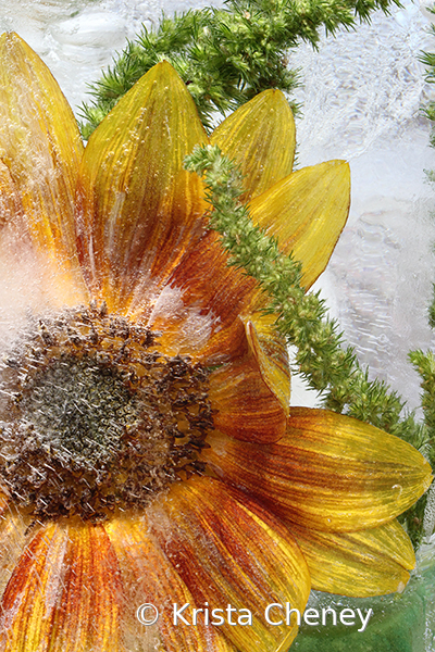 Sunflower in ice XV