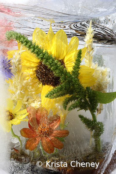 Sunflower and green amaranth in ice
