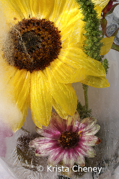 Sunflower and zinnia in ice
