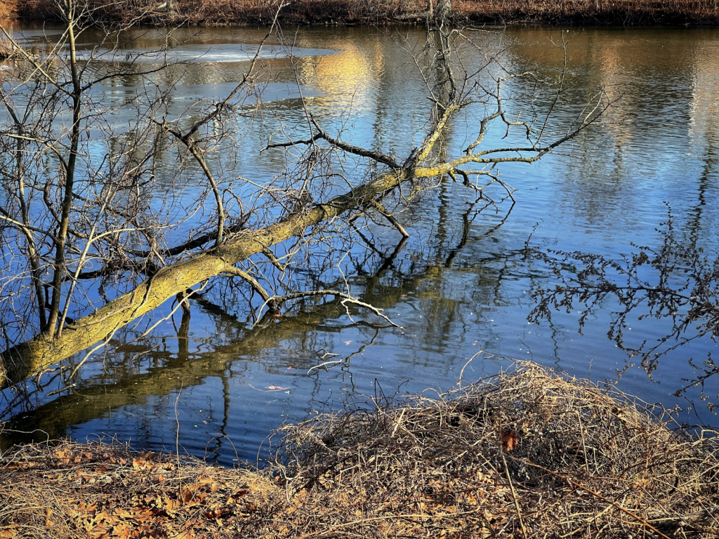 Lake Reflections