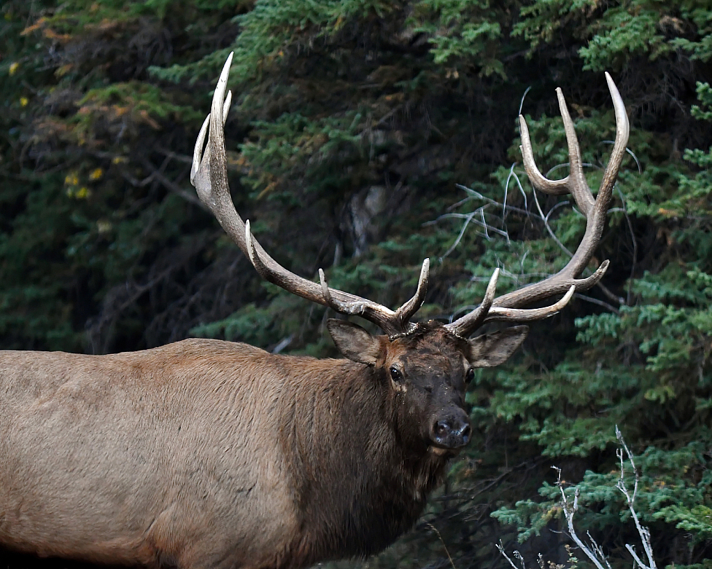 The Majestic Elk