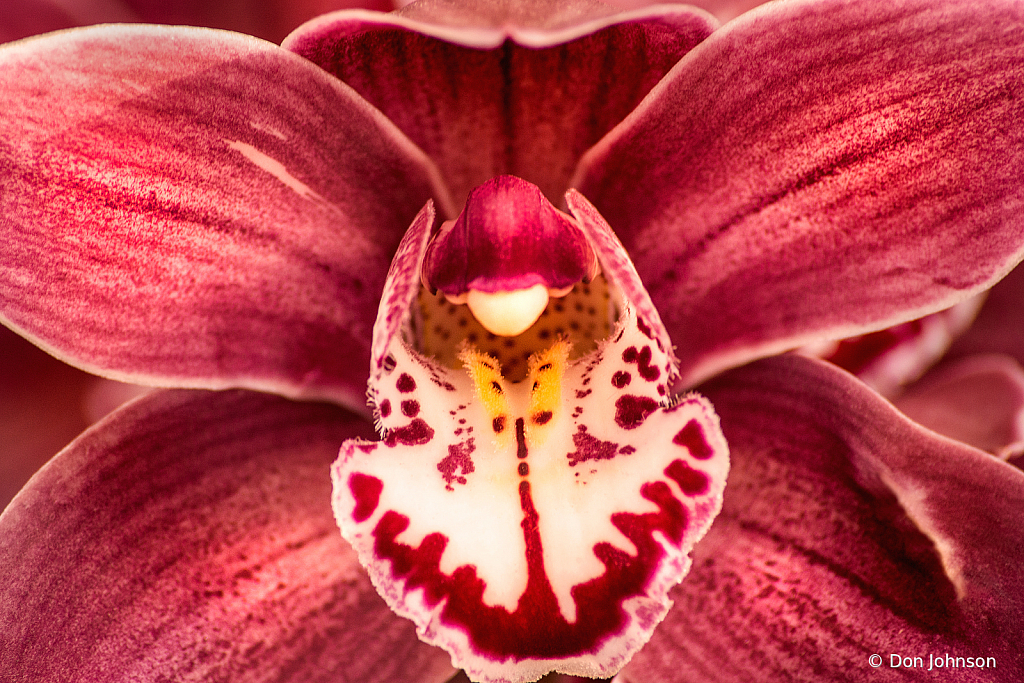 A Lovely Orchid 1-30-20 248