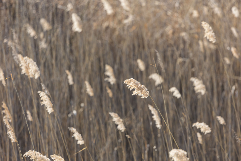 Fields of Patterns