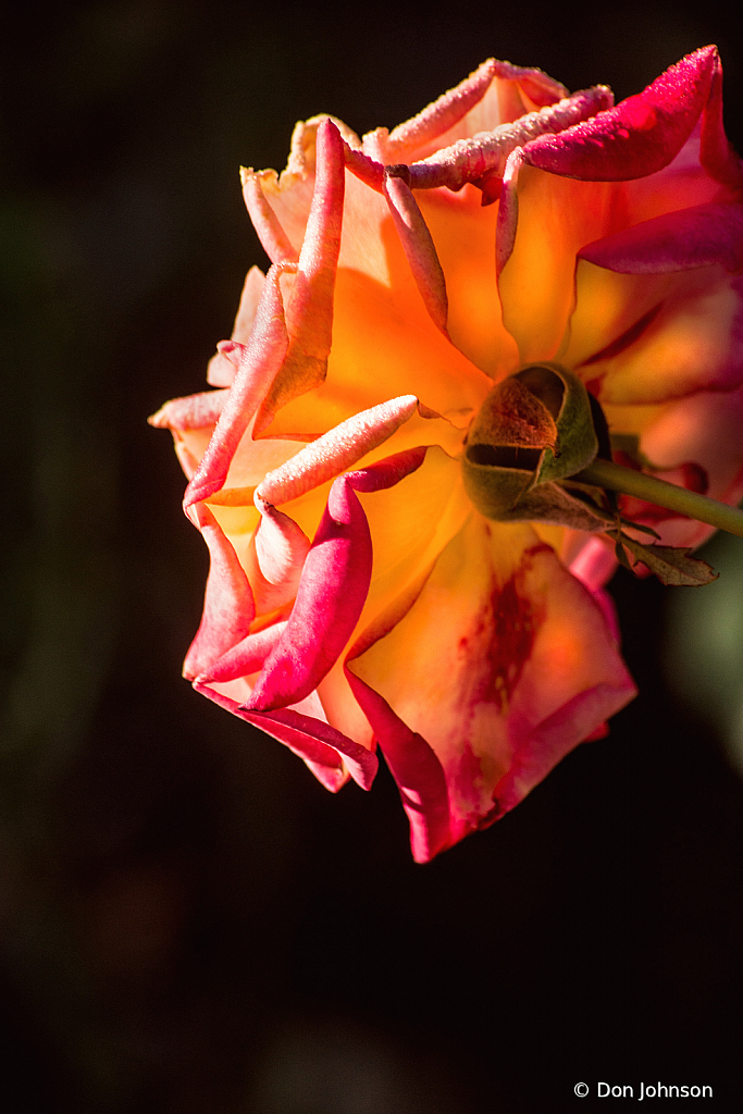 Rose from Behind 9-20-20 129