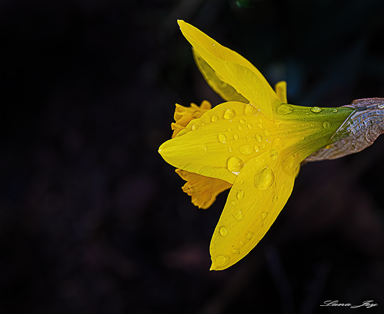Daffodils after the rain