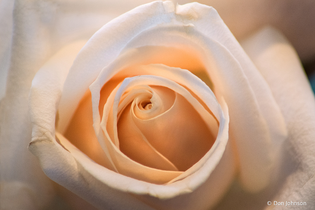 A Store Rose 3-13-21 046