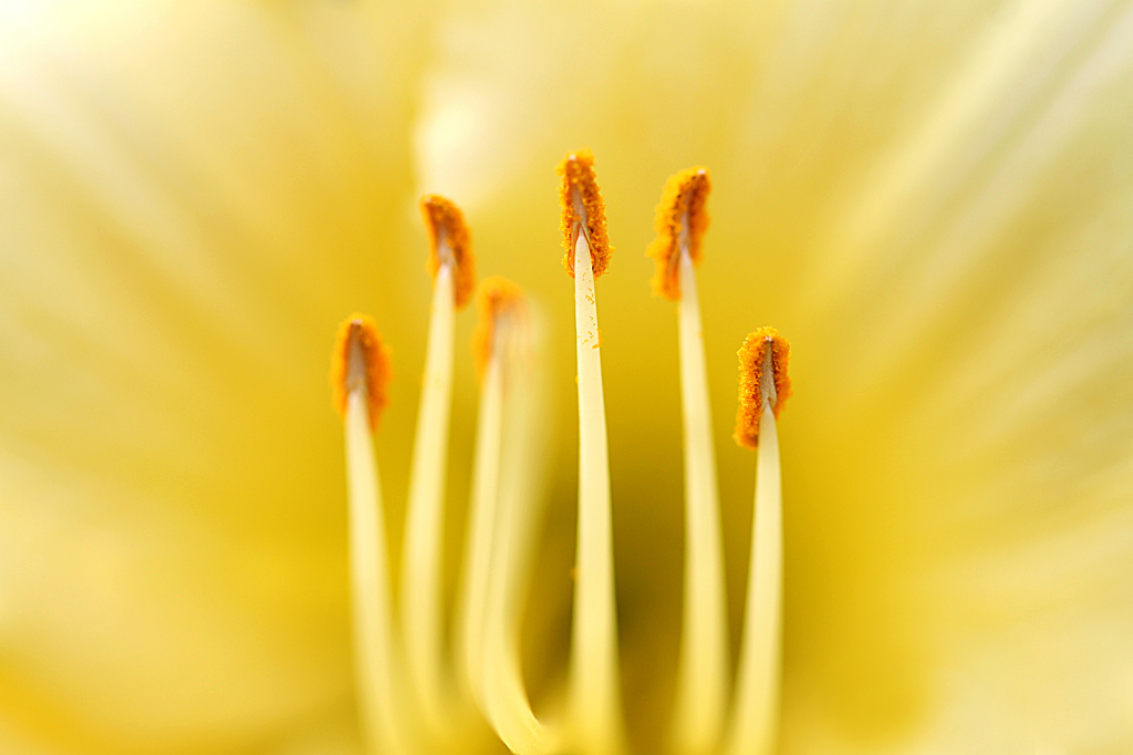Daylily