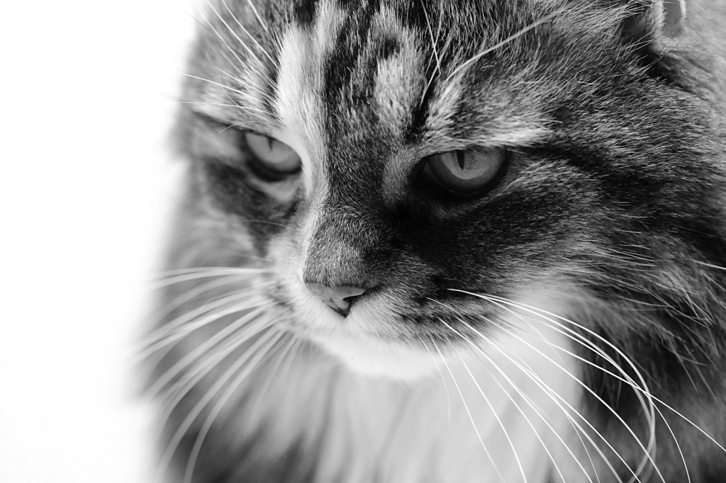 Josie in B&W
