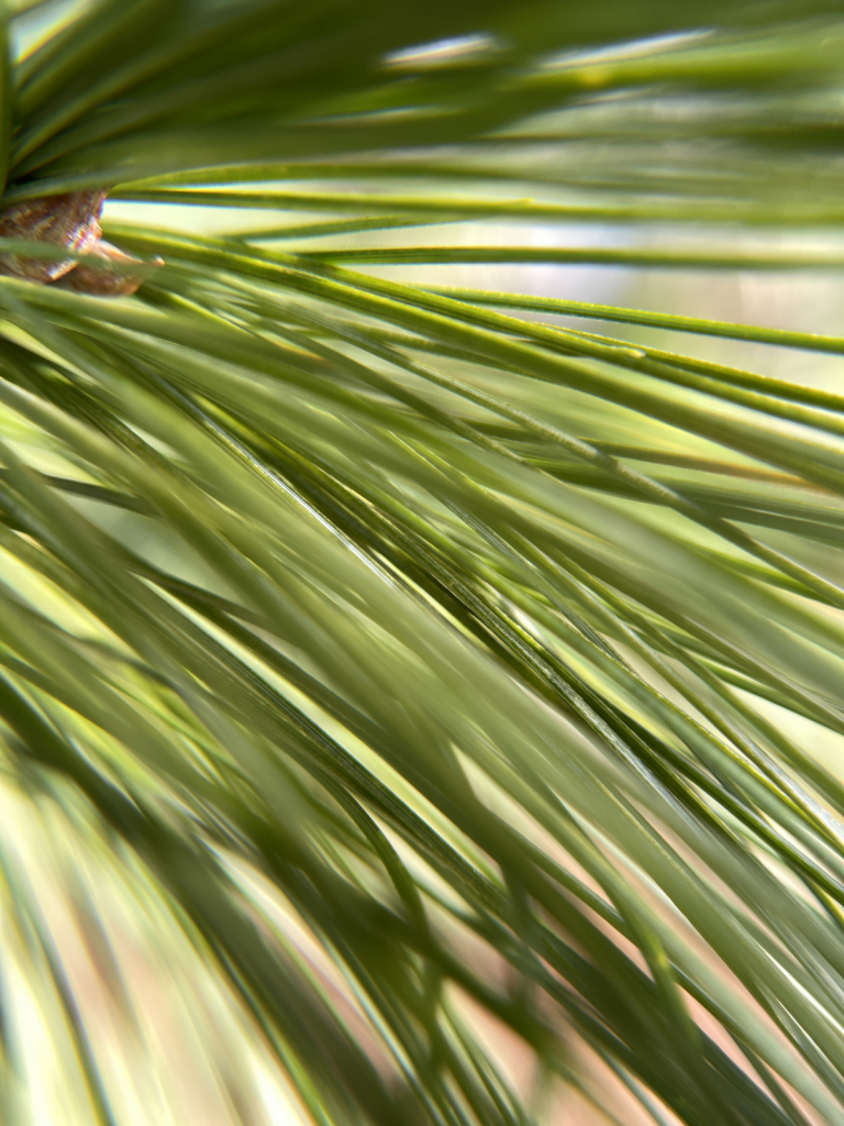 Leading Lines in Nature