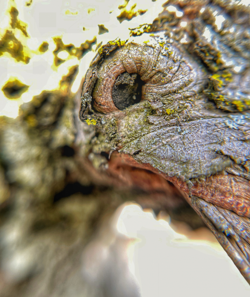 The Tree Monster
