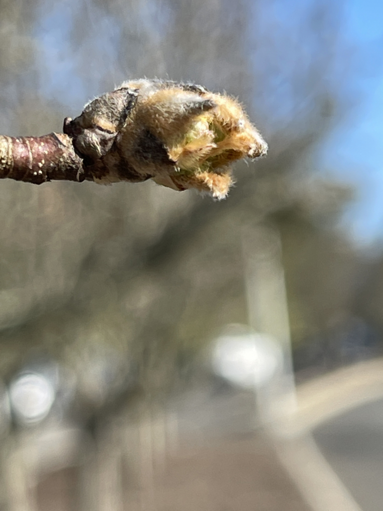 Tree Buds or Tree Ducks? 