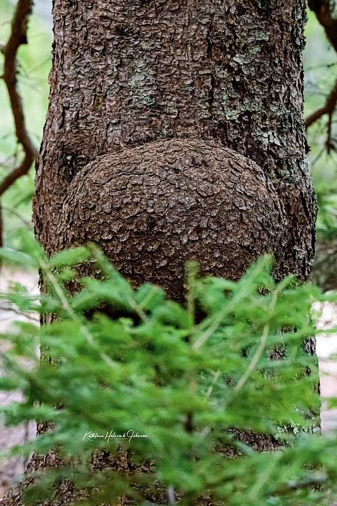 Stranger In The Woods!