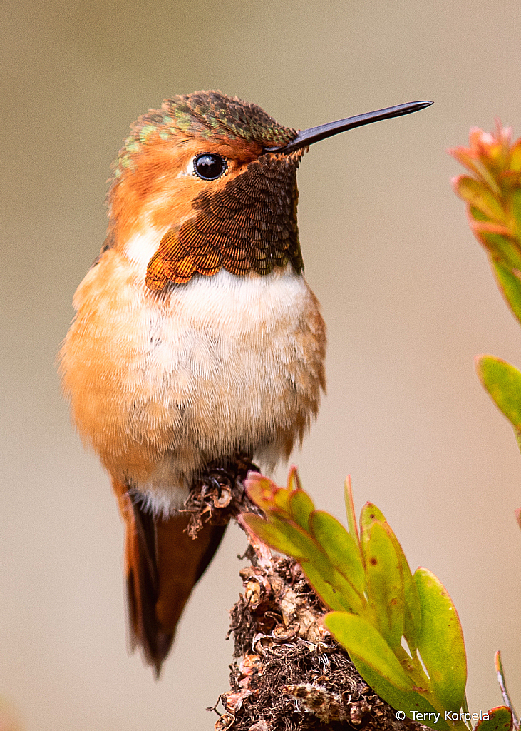 Allen's Hummingbird