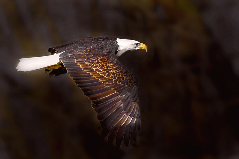 Eagle Fort Donelson 3