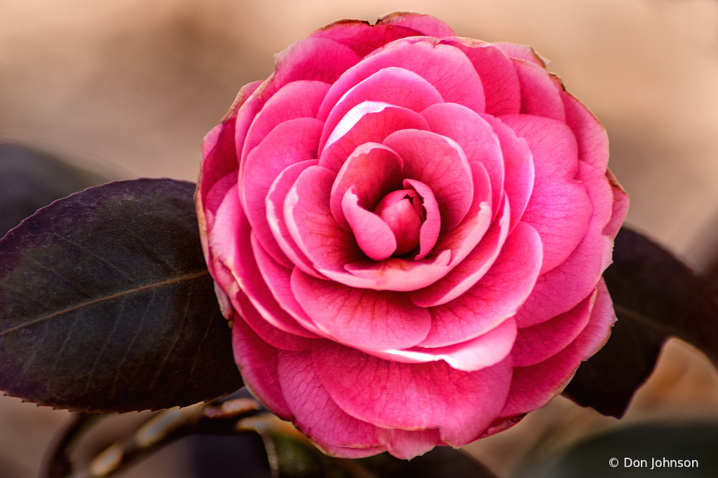 Early Spring Camellia 3-20-21 075