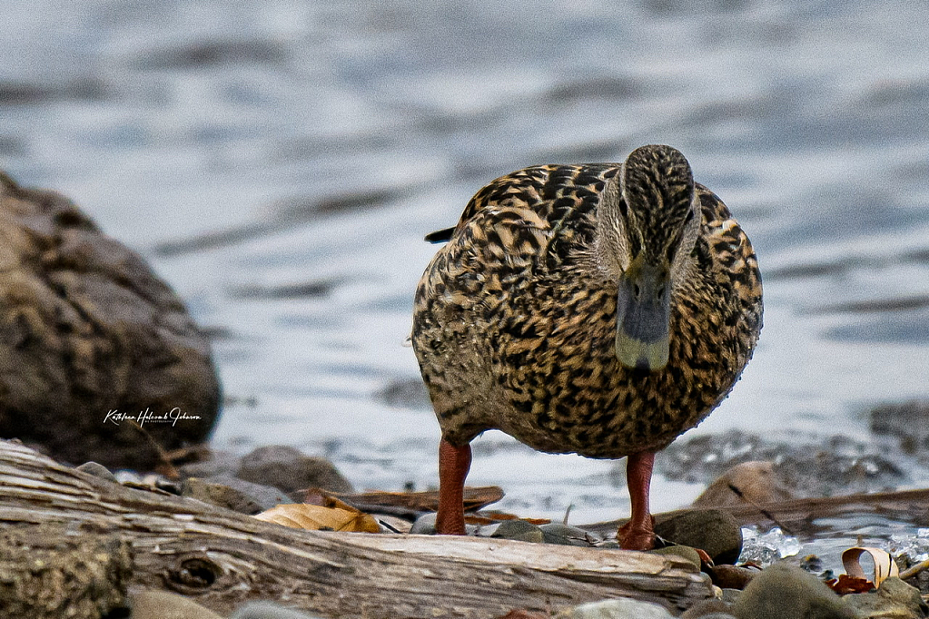 The Mallard look - when you don’t give fish!