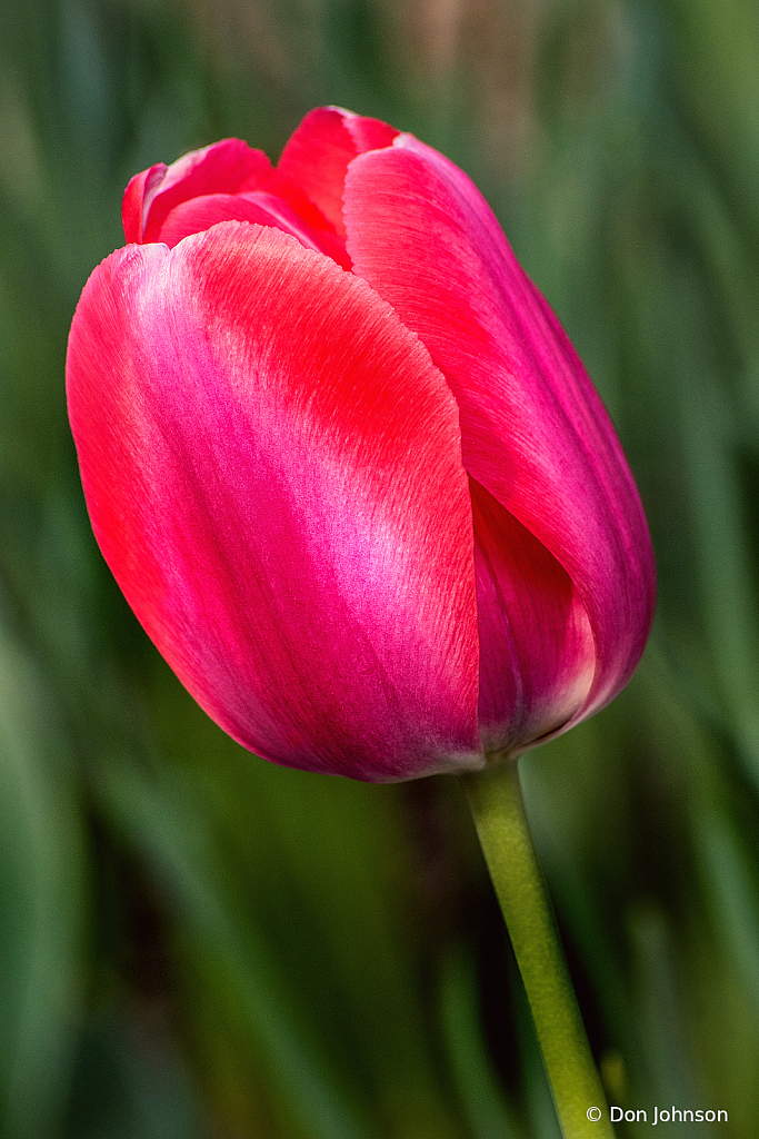 Pink Tulip Profile 4-16-21 223