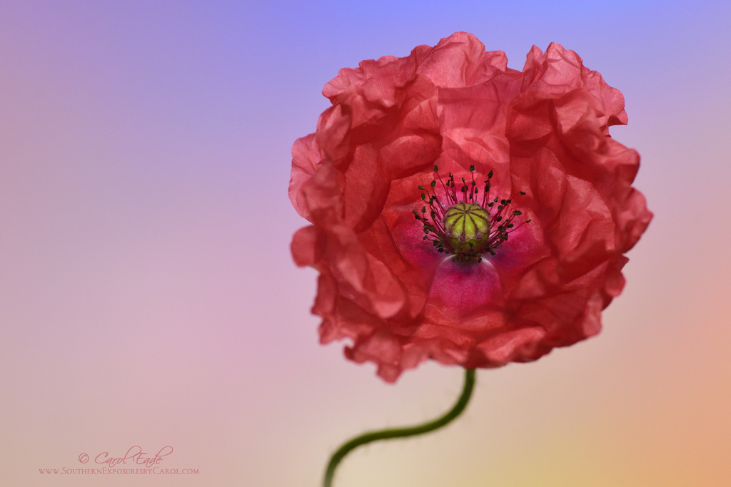 Coral Papaver