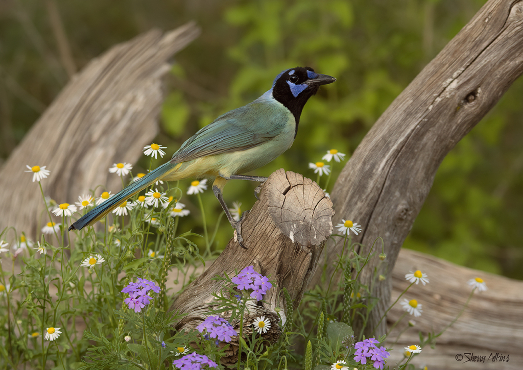 Green Jay