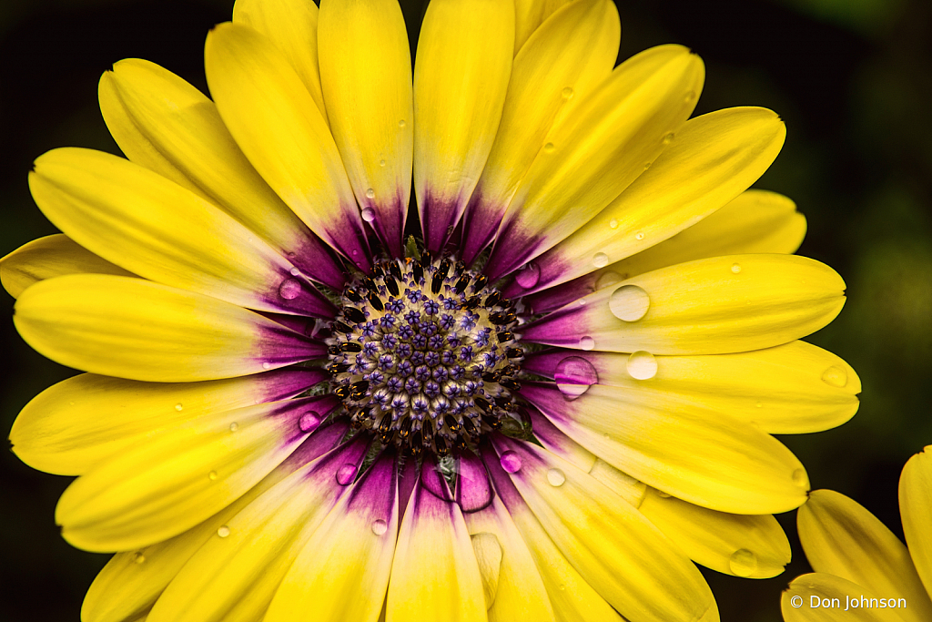 African Daisy 4-16-21 293