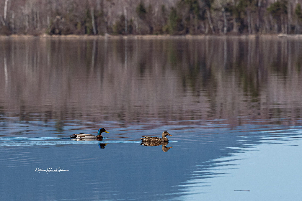 Duck Love!