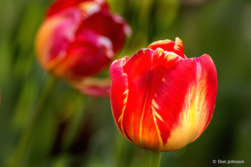 Multi-Colored Tulip