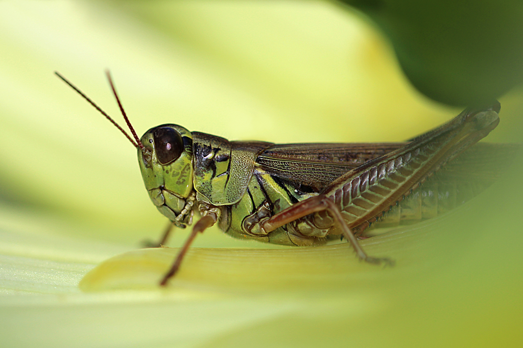 Grasshopper