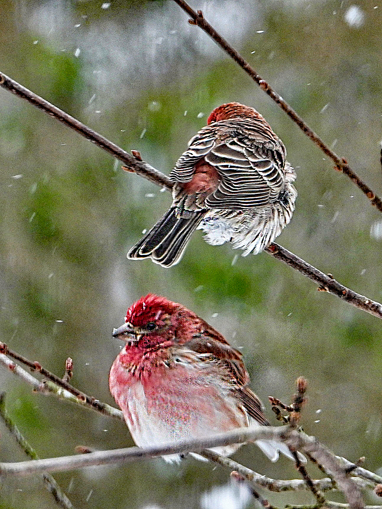 Purple Finches in the Snow