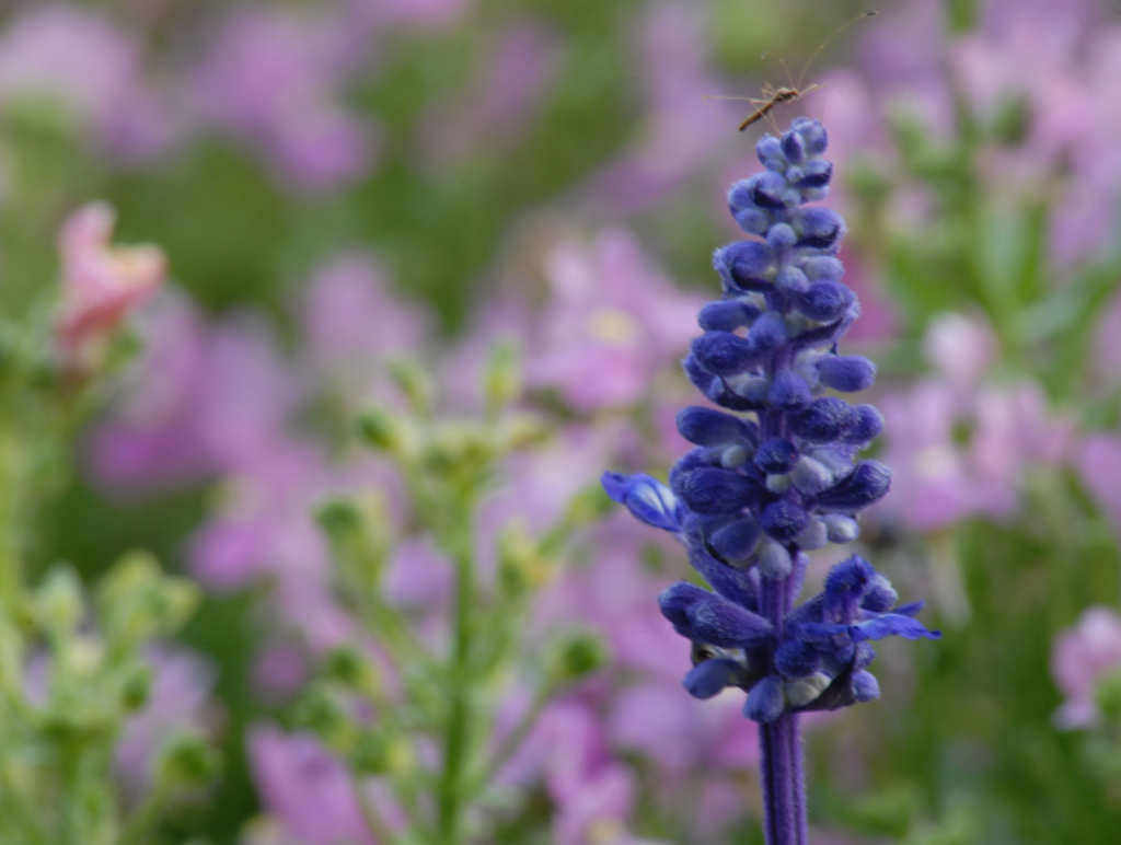 Blue Salvia and Friend