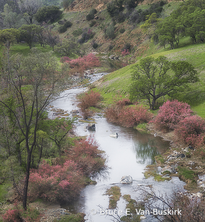 Bear creek in spring
