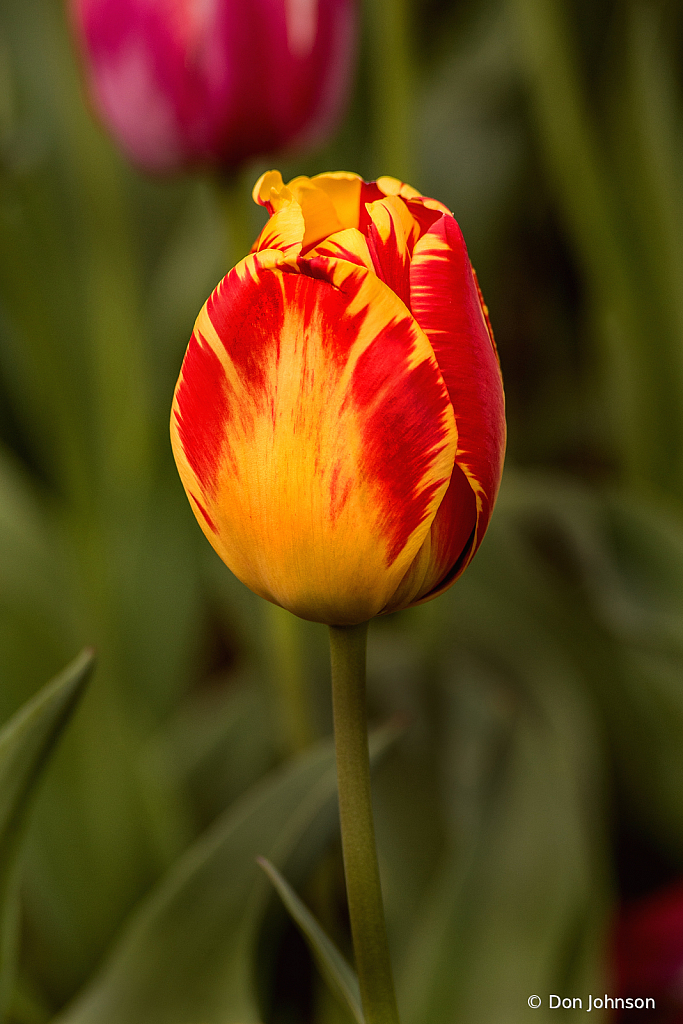 A Lovely Tulip 4-16-21 244