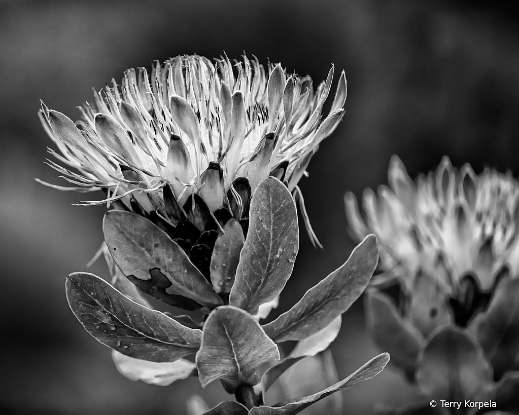 Berkeley Botanical Garden B&W