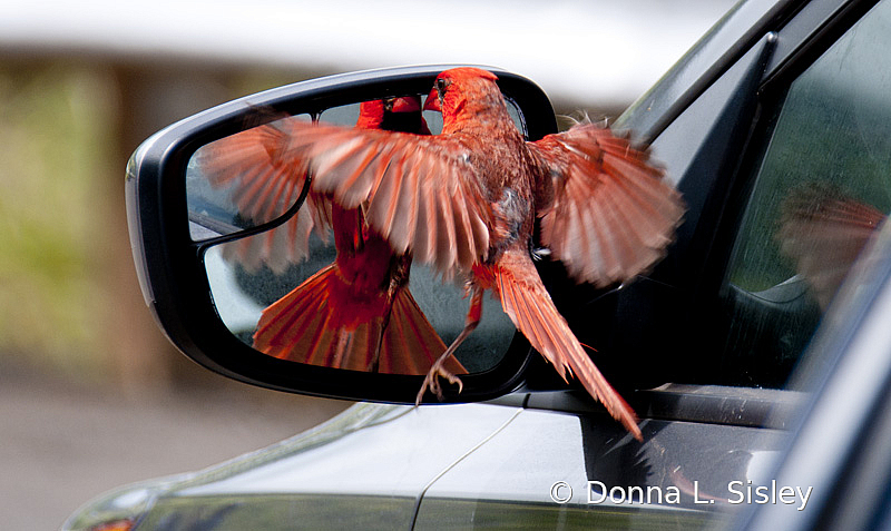 Cardinal in a Mirror
