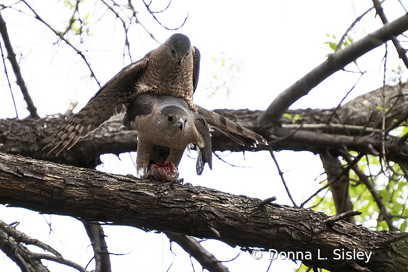 Coopers Hawk Mating