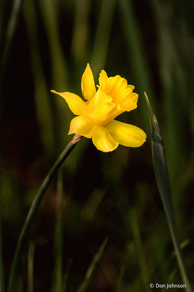One Daffodil 4-16-21 036