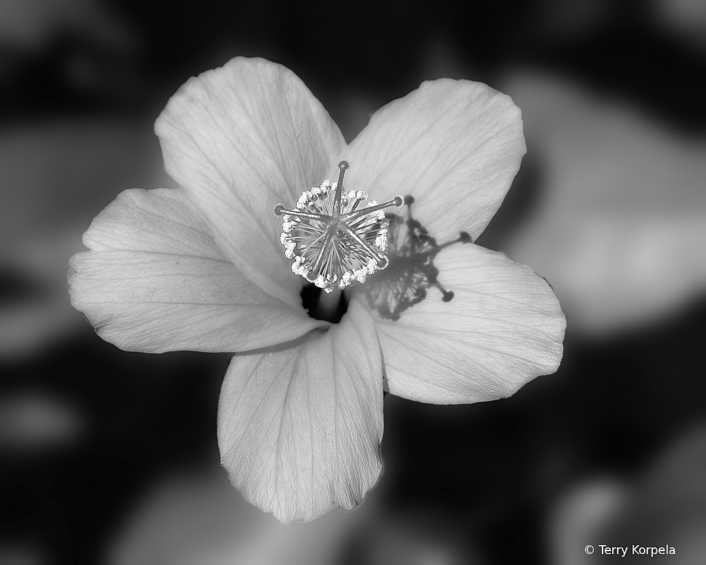 Hibiscus B&W